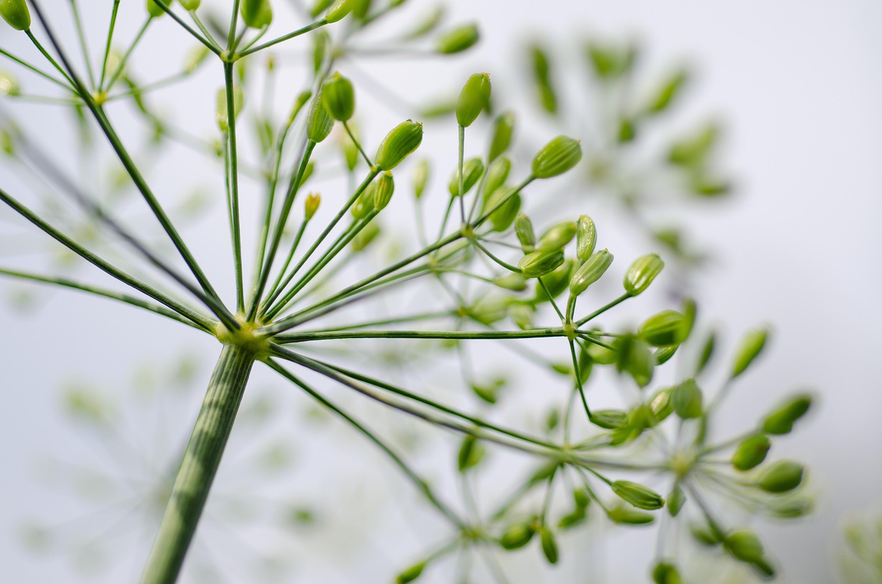 entdecken sie die faszinierende welt der gewürze! von aromatischen kräutern bis hin zu exotischen mischungen – erfahren sie, wie gewürze ihre gerichte verfeinern und bereichern können. tauchen sie ein in unsere auswahl und bringen sie neuen geschmack in ihre küche!