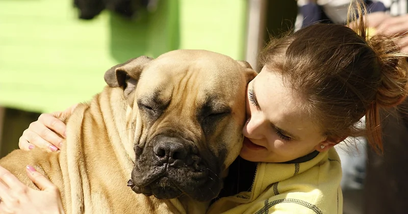 Ist ein Bullmastiff gefährlich?