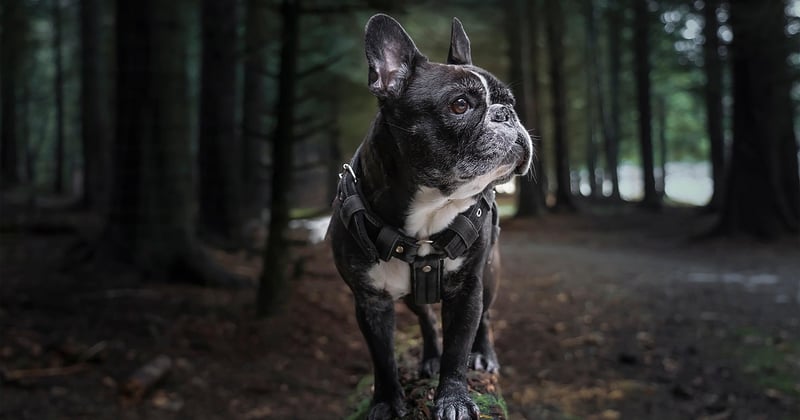 Bullmastiff: Der sanfte Riese mit starkem Schutzinstinkt