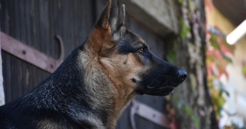 Listenhund oder nicht? Das müssen Sie vorher klären